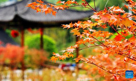 成都如何到黑龍潭——探索最佳旅行路徑與經驗分享：春花秋實伴邂逅靚壯景色。