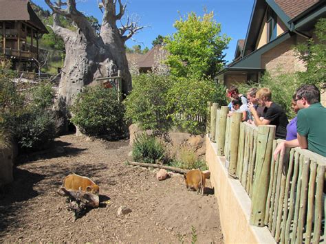 紅山動物園帶什麼